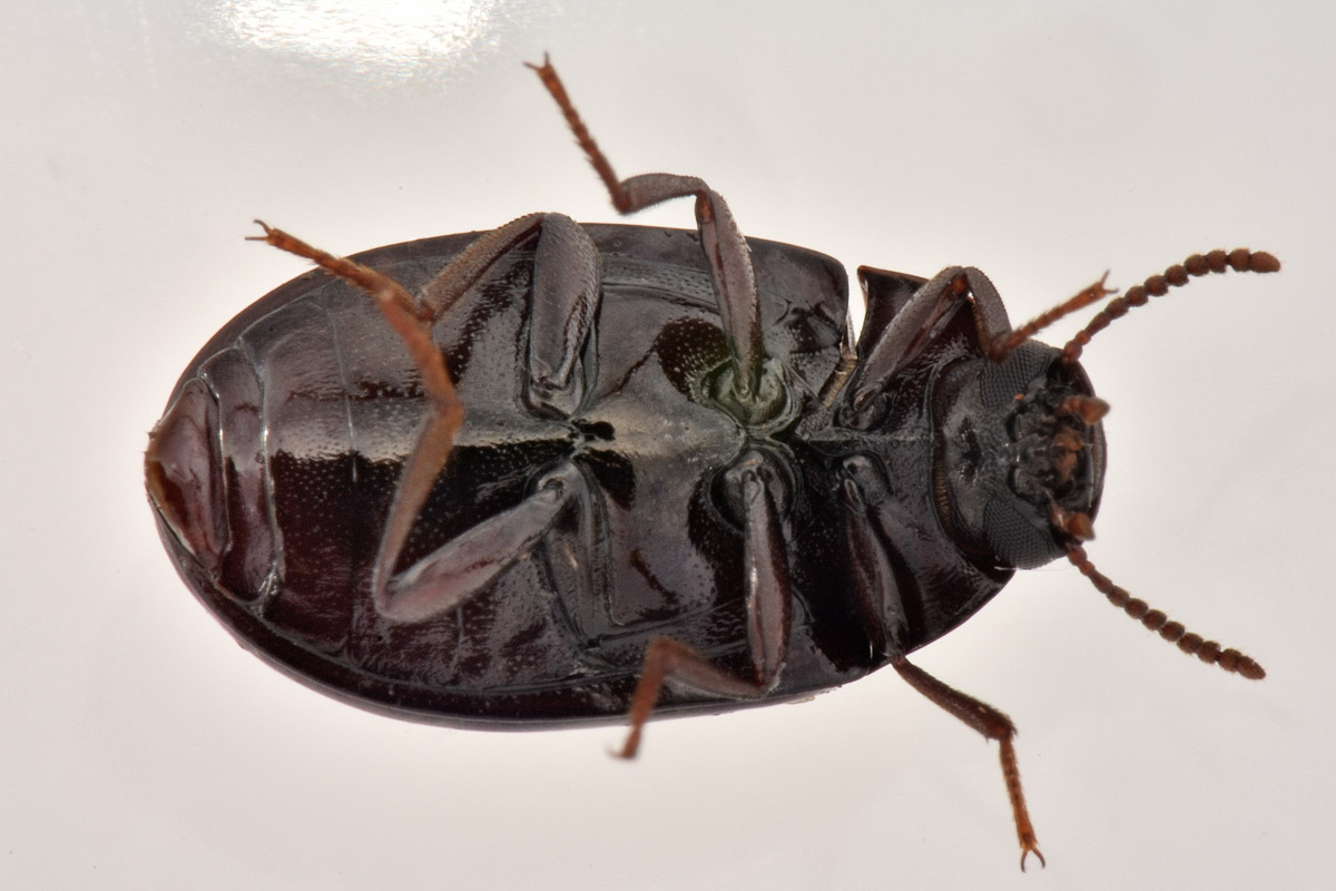 Tenebrionidae: Platydema violacea? S